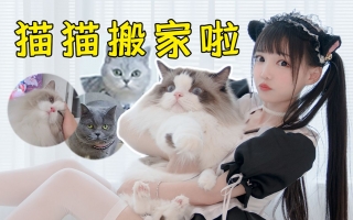 给四只猫搬新家！猫竟然选择了…… 【喵酱的猫】