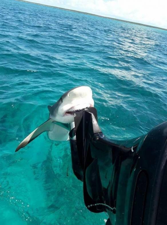 未知海洋！坐在水下深渊感受来自深海生物的凝望s7.jpeg